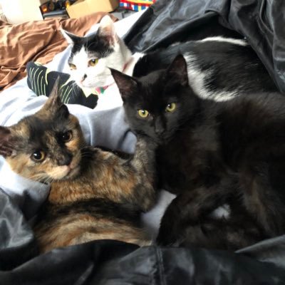 tetsu_nek's profile picture. #保護猫 の #ハチワレ猫 のぶち♂と #茶トラ の麦♂と #サバトラ のイワシ♂と #サビ猫 の茶茶♀と #黒猫 のくろ♂と #白黒猫 のタイチ♂とタスケ♂と #シャム猫 のベサ♀の8ニャンズが実家にいます