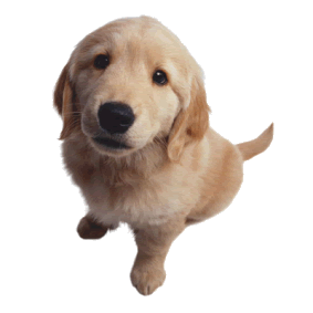 caredocs's profile picture. 