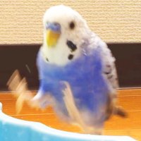 ぴのラン (@pinoran_channel) Twitter profile photo