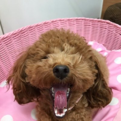 大学垢です! リア友との連絡手段として使ってるのでいいねrt 控えめです 漫画ばかり読んでます シャドハウス フルバ ワンピ かぐや様 #春からも慶應