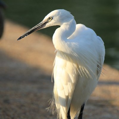 _egrets's profile picture. 