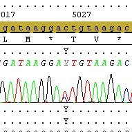 Stewart Lab.  Mitochondrial Biology, interested in mt-genome evolution, mtDNA mutations, and their effects on health. 🇨🇦ian in 🇬🇧.