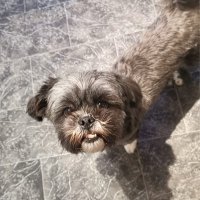 Shih Tzu Time(@ShihTzuTime) 's Twitter Profile Photo