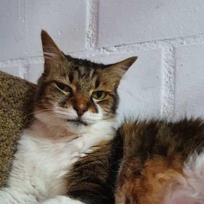 luupains's profile picture. 