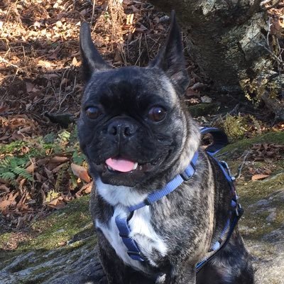 Triathlon, Star Wars, Fast SUV’s
1x Ironman. Like my dog more than most people