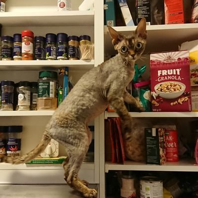 SimonDeJong12's profile picture. 