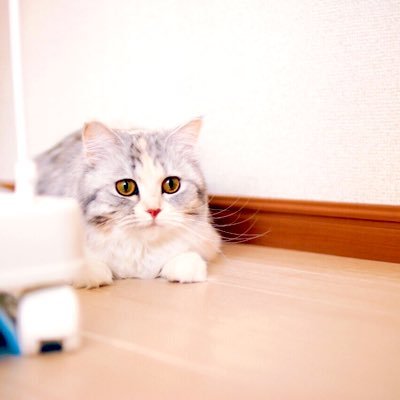 hotaru1005's profile picture. 初めまして😊 猫大好き🐈‍⬛アニメ大好き✴︎写真大好き📷アイドル大好き✨です☺️ 宜しくお願い致します😄