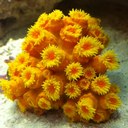 Tim Schwarz - @twsjlc - Twitter