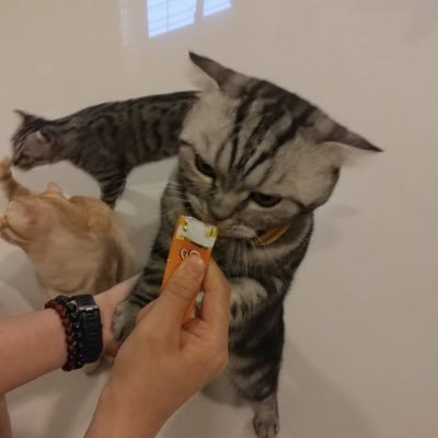 shell_coconut's profile picture. 