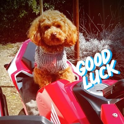 koumeiY2's profile picture. 子育ても一段落のオヤジいやもう初老かな😇
歳がいもなく≒30年振りのリターンライダーです🏍️
また１年程前にひょんな事から🐕が我が家に来ました🎵
大変だけど癒されます👍