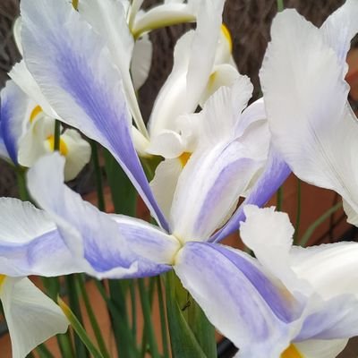 mbonet23's profile picture. Feliç amb la vida