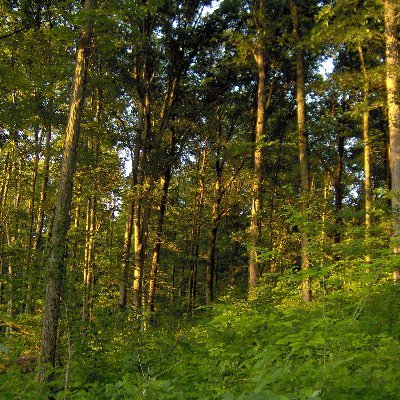 A long-term study of the impact of forest management on plants and animals in Southern Indiana