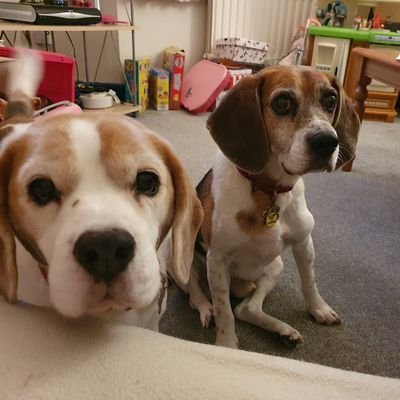 Beagles. Always hungry. Generally couldn't care less about anything other than food.