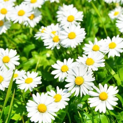 Gnseblm's profile picture. 