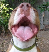 Angel City Pit Bulls Profile