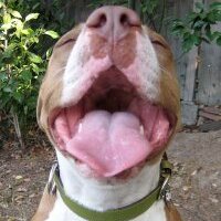 Angel City Pit Bulls(@angelcitypits) 's Twitter Profile Photo