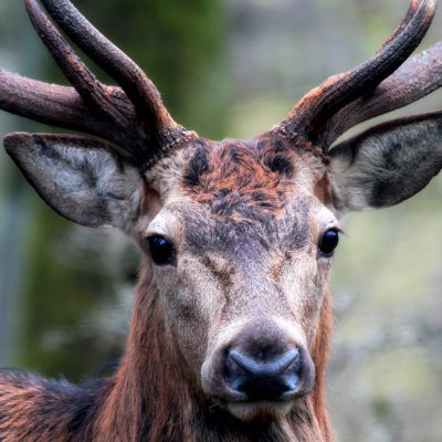 Schwetzinger Hardtwald - Flora und Fauna - auch mit #Wildkamera