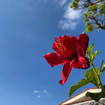 J46Cv10qfTOLuQA's profile picture. アカウント移行しました／湘南自然学校/ぽんた