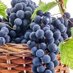 Viñateros ITATA 2️⃣ (@vinaterositata) Twitter profile photo Viñateros ITATA 2️⃣ (@vinaterositata) Twitter profile photo