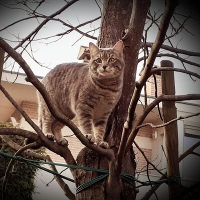 Nicola50135926's profile picture. Originalità