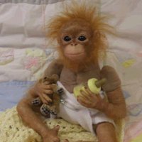 orange chimp (@orangechimps) 's Twitter Profile Photo orange chimp (@orangechimps) 's Twitter Profile Photo