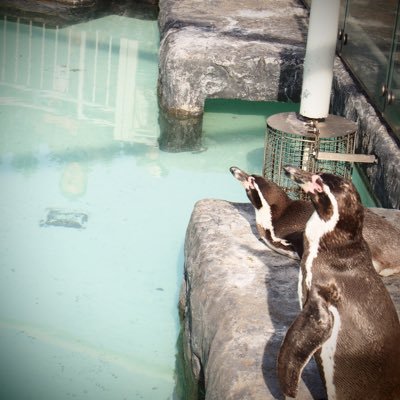 ぺんたろ様ページ ぺんたろ (@penguinpenpen77) / Posts / X