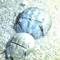 日本からハゲを無くす会の自称会長 脱ハゲ宣言 (@pinryu157) 's Twitter Profile Photo 日本からハゲを無くす会の自称会長 脱ハゲ宣言 (@pinryu157) 's Twitter Profile Photo