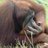 DPAbramson's profile image