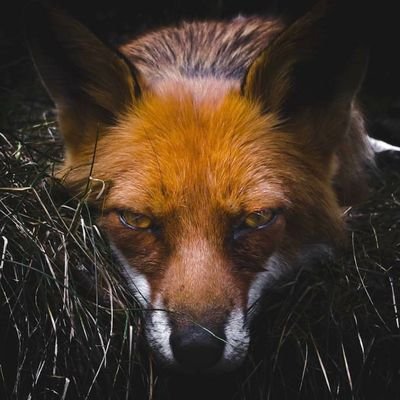 DefNotSalhi's profile picture. 