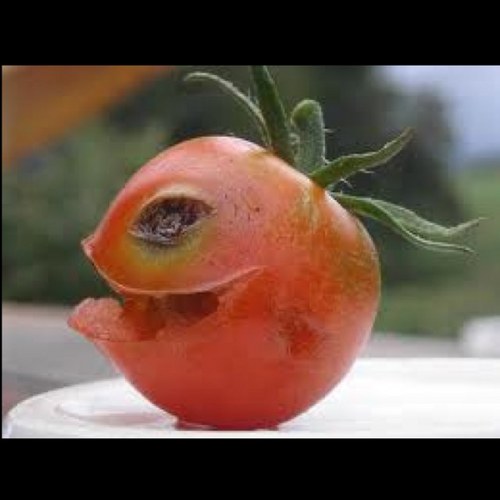 tomatemasquee's profile picture. 