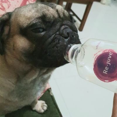 TSPitaloka's profile picture. 