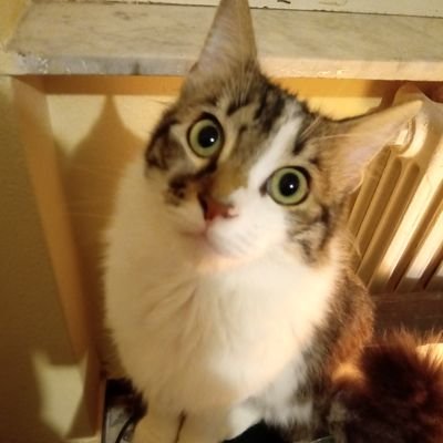 GMarongiu18's profile picture. 