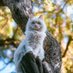 Miao (@sxnuer) Twitter profile photo Miao (@sxnuer) Twitter profile photo