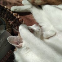 Sa We (@sasvesa) 's Twitter Profile