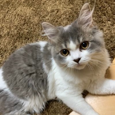 おとじろうです。スコティッシュフォールドのオスです。ハチワレてます。一歳です。弟はリブです。首輪は嫌いです。チュールはやっぱり好きです settle onってバンドで低音補強したり、jam in teethってバンドでアクセサリーとかtシャツ売ったり。どうぞよろしく
