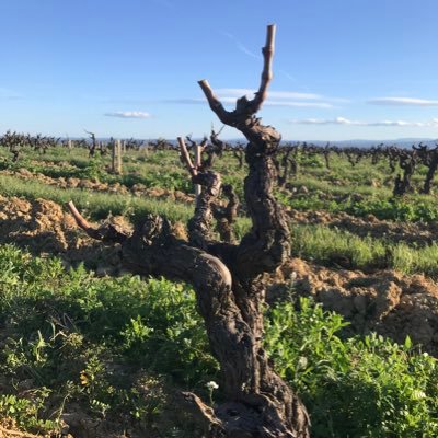Chateau Maris is a biodynamic vineyard in the South of France. We believe in the importance of live ecosystems enhancing the natural protection of our plants.