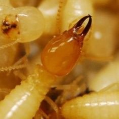 Sneak peek in the Chouvenc termite lab at the #UFBugs, @UF_IFAS. all posted media are my own. He/Him. Same handle on Mastodon