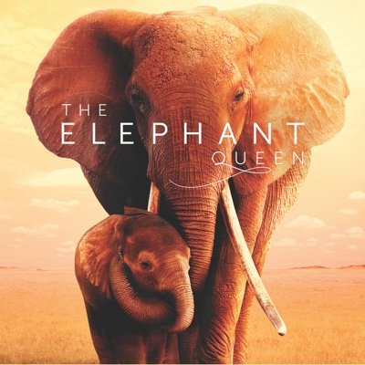 A wildlife documentary filmed in Kenya. Join Athena, the majestic matriarch, as she leads her herd across the Kenyan Savannah. 🐘#TheElephantQueen #MimiNaWewe