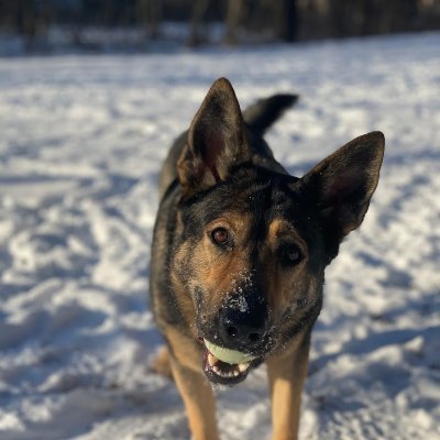 Hida is an amazing Sable German Shepherd who will help you get thru your day with some belly rubs, outdoor fetch and shenanigans