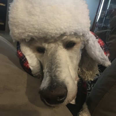 reneesayer2's profile picture. rural primary care provider with teenagers and 2 standard poodles so the house is never clean