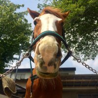 AKO🐴(@ako_lovehorses) 's Twitter Profile Photo