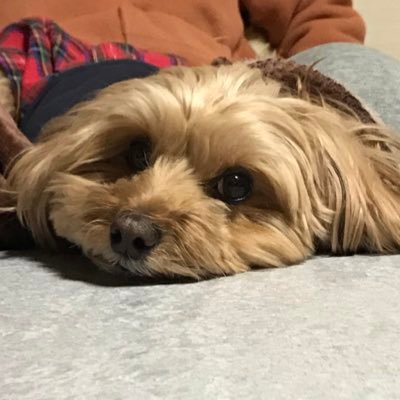 HNmartith's profile picture. RS白鯖ライトニングストライカー…だった者。ゲーム大好き！特にBGM。お絵描きも好き！名前に今やってるゲームもじってます。皆を護るのはヒョウの役割٩( 'ω' )و主婦サンLv.5