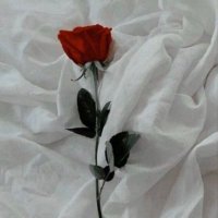 الهنوف الملحم (@alhanoufsmh) 's Twitter Profile
