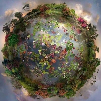 wardopus's profile picture. 