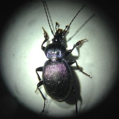 Entomologist and biologist. Professional bug catcher. Looking for work as an ornamental hermit. Go Free Jacks!
