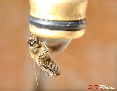 Urban Bees promotes the organic breeding of bees in the cities y contribuye al movimiento mundial para salvar a las abejas del proceso de desaparición.