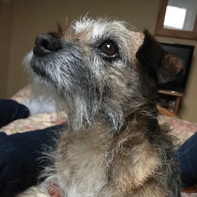 Tiny Girl Border Terrier. Likes: TUNA! lamb gavey, otter impersonations, Winnie the Pooh. Dislikes: Tigger, being stabbed by vets