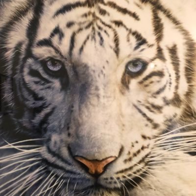 Krys85045561's profile picture. Bonjour un personne responsable et respectueux