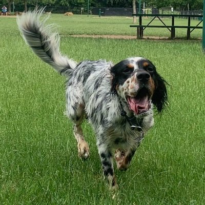 Llewelyn type English Setter. Loves running and birds and swimming and birds and birds.