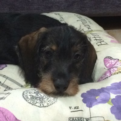 crisgclpz's profile picture. 